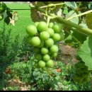 선우농장3 이미지