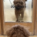 개들랜드 이미지