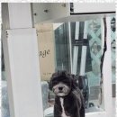 퍼피앤뷰티