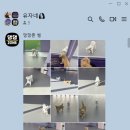 댕댕존 이미지