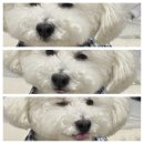 [강아지 유산균 추천] 강아지 묽은변 설사에는 페노비스 (feat. 동물병원)!!
