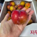 도담농장 | 8월 제철 과일 내돈내산 도담자두 특징 보관법 후무사 차이