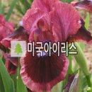 아이리스 이미지