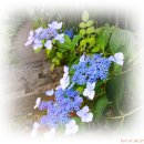 멀리가는 향기 이미지