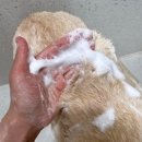 착한퍼피 | 아기강아지도 부담 없이 쓰는 펫퍼스 더순한샴푸 퍼피 후기