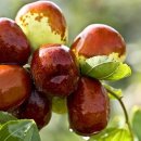 수주농원 이미지