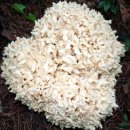 꽃송이가 이미지