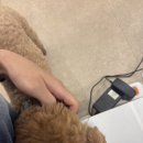 오헤르네일