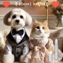 세이츄 | 강아지 부분미용기 :)) 세이츄 미니클리퍼 [2세대]