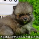 박촌강아지 네이버블로그