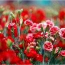 ＜2026안양춤축제＞ 참가곡 "Pua Carnation" 이미지