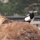 PICA PICA 이미지