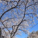 남해벚꽃길지나서 | 🌸 남해 왕지 벚꽃길 가족여행 후기 (바다 + 벚꽃 감성 제대로)