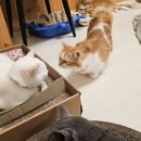 집사의 하루 건대점 이미지