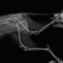 Dr.윤24시동물병원 이미지