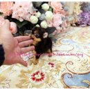 리틀애견타운 이미지