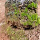 숯고개공원 이미지