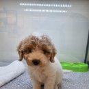 유어펫 강아지분양 고양이분양 본점 이미지