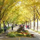 은행나무 이미지