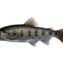 문곡송어회집 이미지