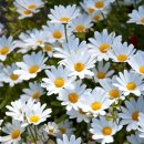 데이지(daisy) 이미지