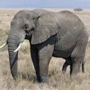 코끼리 이미지