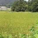 아영면 아곡마을 이미지