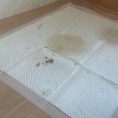 강아지봄 | 강아지 혈뇨, 방광결석일 수 있어요! 우리 봄이 강아지결석 치료 후기