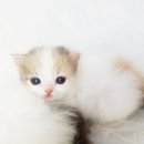 홈브리딩 이미지