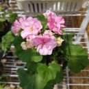 아름다운 정원을 꿈 이미지