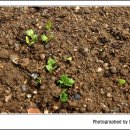 삼아농장 이미지