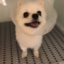 압구정동물의료센터 이미지