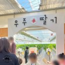 강릉 아이와 갈만한 곳 우주딸기 딸기체험 딸기퐁듀만들기 후기