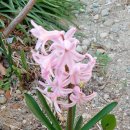 히아신스 hyacinth 이미지