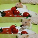 감성피티 이미지