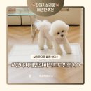퍼펙트하우스 | 강아지 배변판 추천 초코펫하우스 실리콘 배변매트 퍼펙트토일렛2.0 싱글