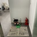 디엠브로우 | [고양시/정발산역] 일산 다벨르 눈썹정리 브로우컨설팅 내돈내산 후기