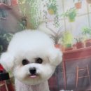 울알라애견미용 이미지