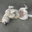 태평하개 이미지