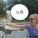 볼패임 콜라겐주사로 채워질까 | 1년간 7번 맞은 스컬트라 쥬베룩볼륨 솔직후기 (+가격 효과 결절 유착)