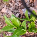 삼봉농원 이미지