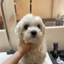 리틀포즈 반려동물 장례식장 이미지