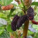 한자마당 이미지