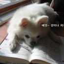 예삐