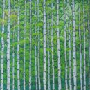 자작나무 숲 이미지