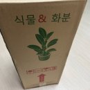 무늬 몬스테라 인터넷 식물 구매 후기 :: 에이피플랜츠