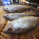 명진건어물 | 군산건어물 정말 잘하는곳 군산 명진건어물