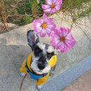 멋진강아지 이미지