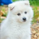 복슬 강아지 이미지