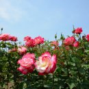 장미꽃길 1 이미지